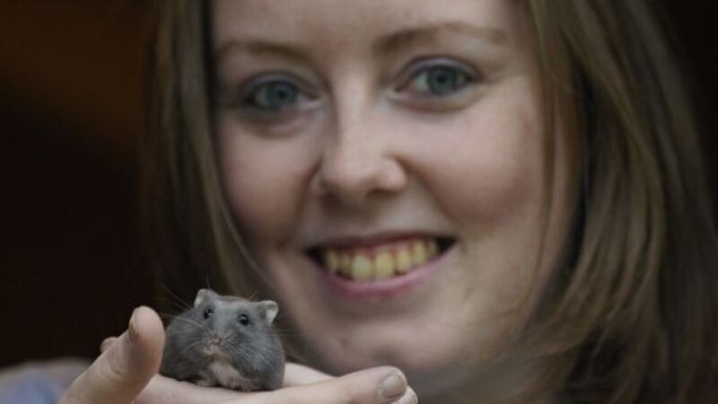 Irish hamster charity advises owners to consider ‘ethical care’ approach