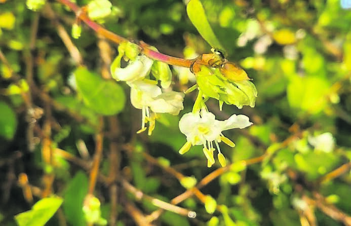 Winter honeysuckle, Lonicera fragrantissima is one of my favourite winter shrubs