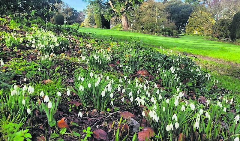 Snowdrops abound at Altamont Gardens, Co Carlow, a great garden to visit