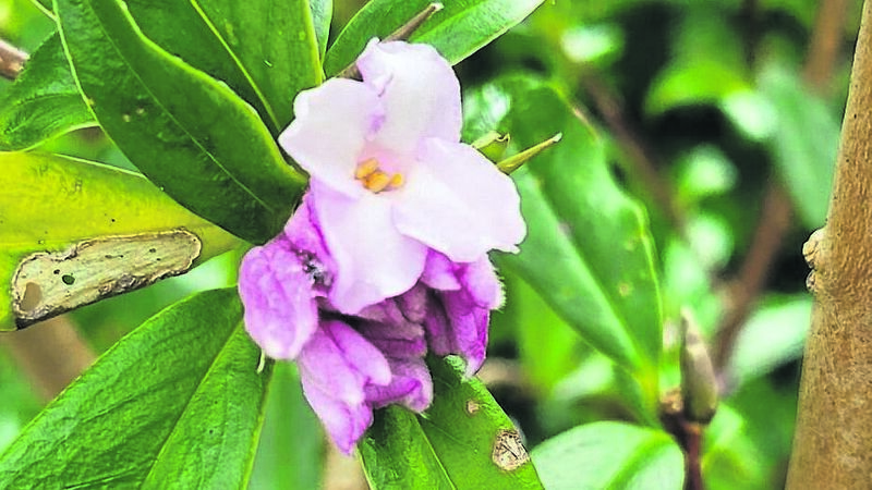 Be at one with nature as you plan your 2024 garden