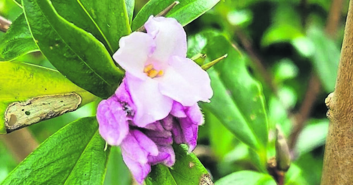 Be at one with nature as you plan your 2024 garden - Vimarsana News