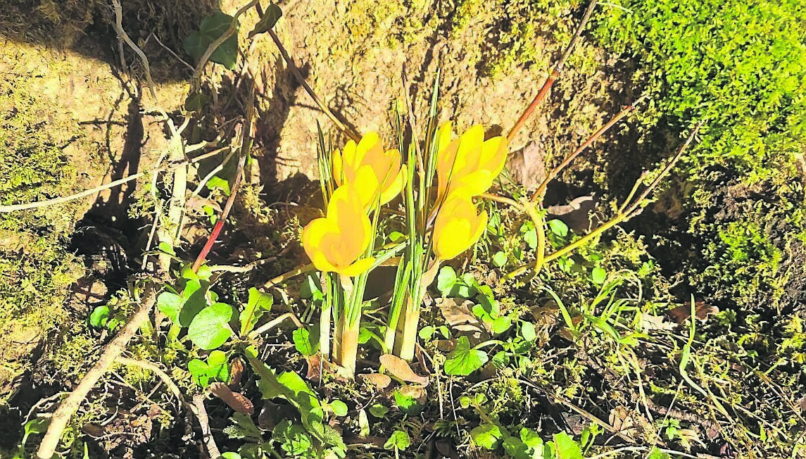 Crocus and other spring flowering bulbs will begin appearing over the next few weeks, particularly in sheltered, sunny spots of the garden Crocus and other spring flowering bulbs will begin appearing over the next few weeks, particularly in sheltered, sunny spots of the garden