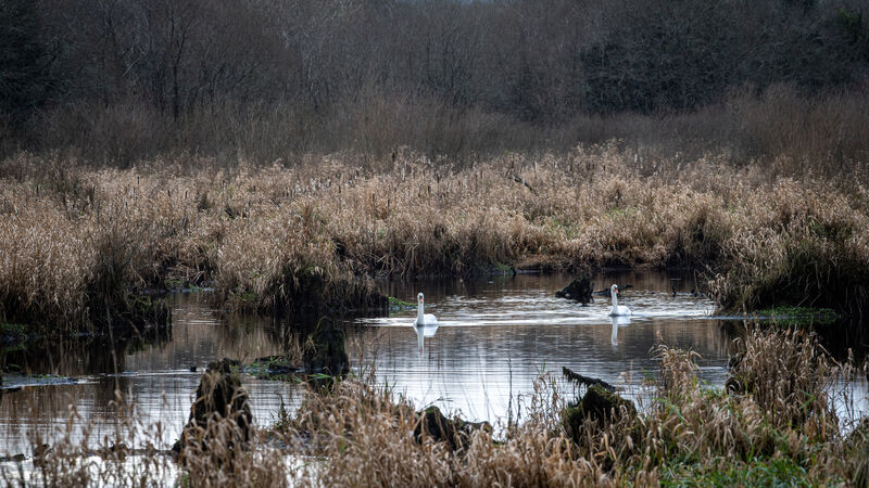 Public meeting to seek views on campaign for the Gearagh to become national park 
