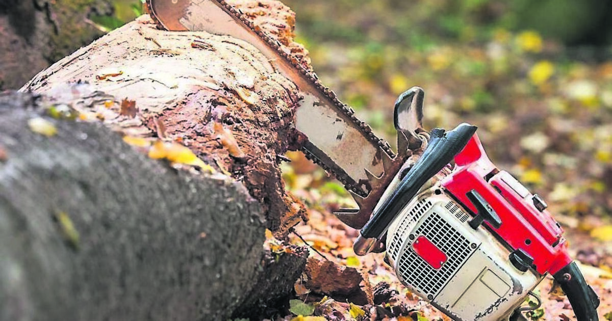 Trees are part of the climate change solution - Vimarsana News