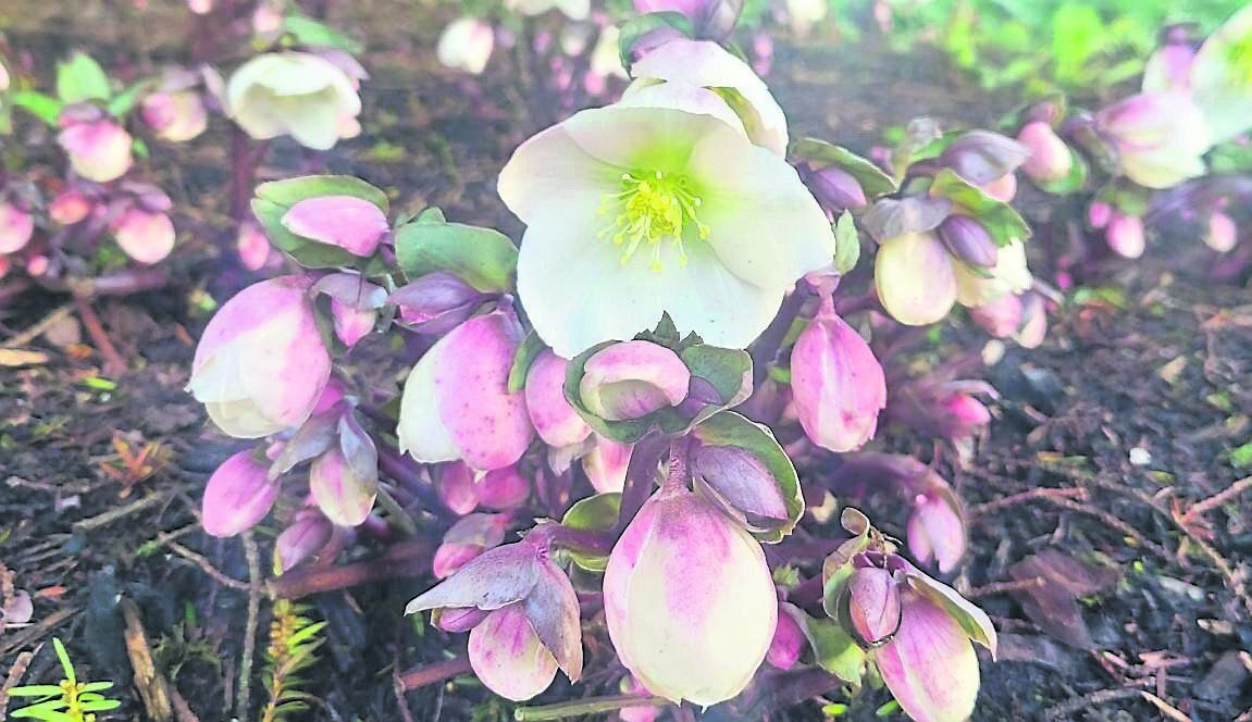  Helleborus ‘Winer Moonbeam’ are heroes at this time of year, says Olive Ryan - see Plant of the Week