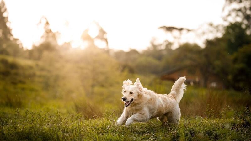 Calls for Cork City Council to 'take the lead' on designated dog park Calls for Cork City Council to 'take the lead' on designated dog park