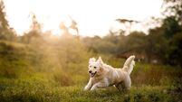 Dog running in the field