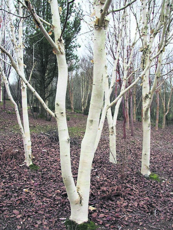 Betula utilis ‘Grayswood Ghost’, planted to give a multi-stemmed effect Betula utilis ‘Grayswood Ghost’, planted to give a multi-stemmed effect