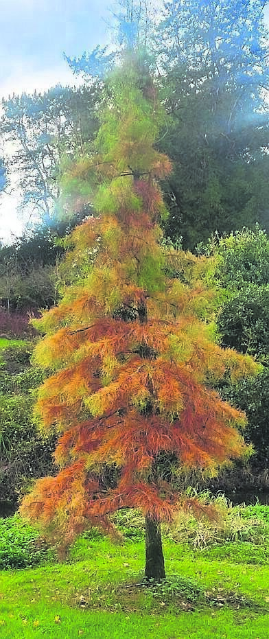 The autumn foliage colour of Taxodium Distichum