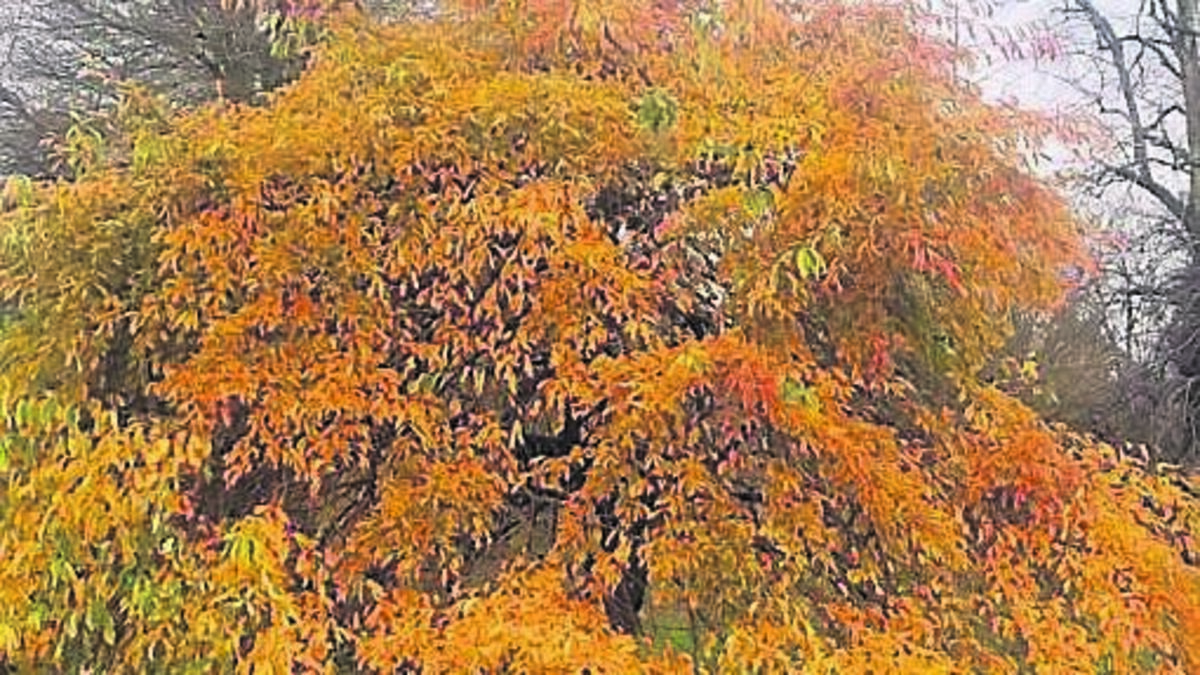 How to select the perfect tree to plant in your garden