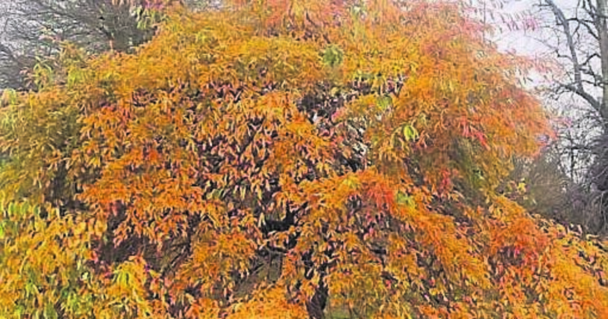 How to select the perfect tree to plant in your garden - Vimarsana News