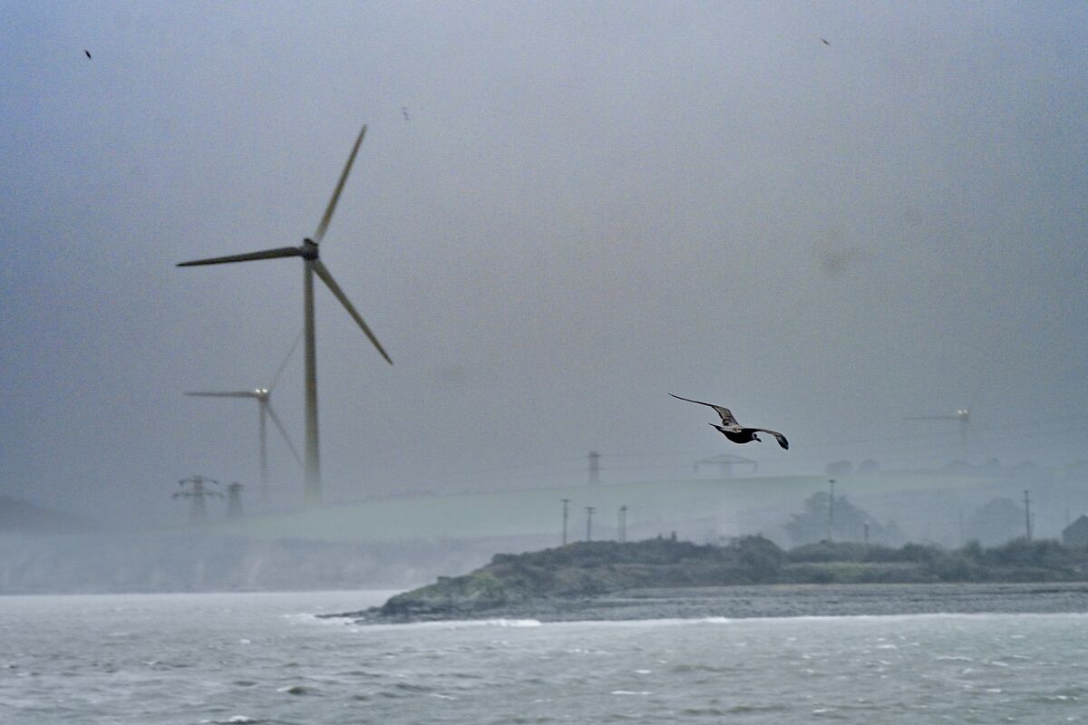 Gulls battle against the gusts of storm Isha at Haulbowline, Cork. Picture by Chani Anderson