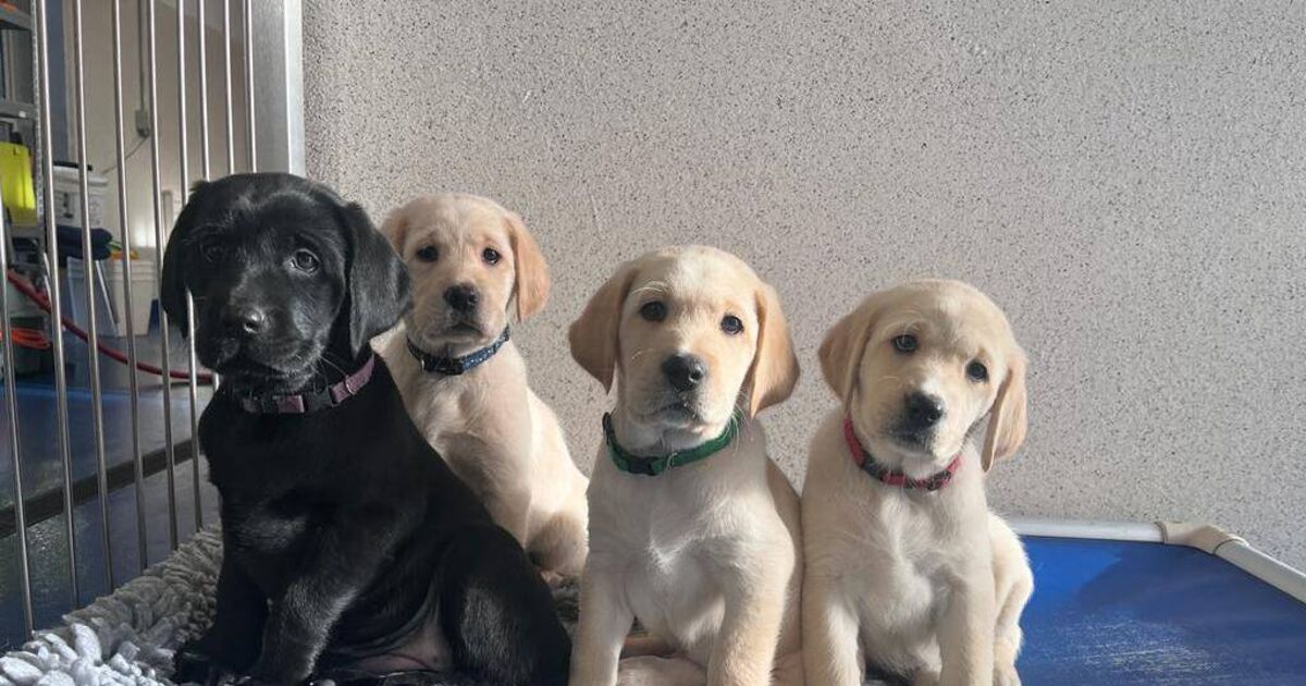 Volunteers needed in Cork to raise puppies as guide dogs - Vimarsana News