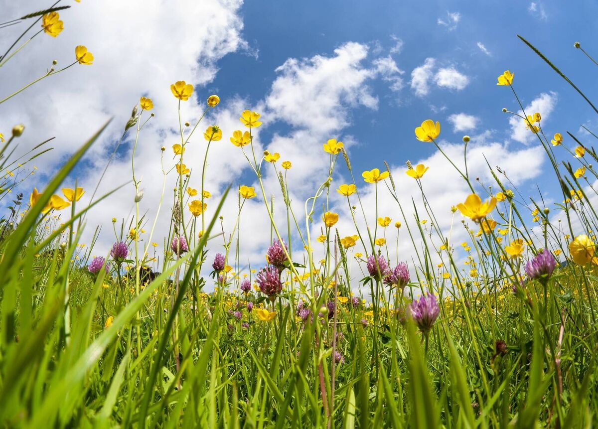 The wild flowers we see in the wider countryside can be in the soil in our own gardens, ready to emerge with a little managed 'neglect' in areas of the lawn. Picture: iStock