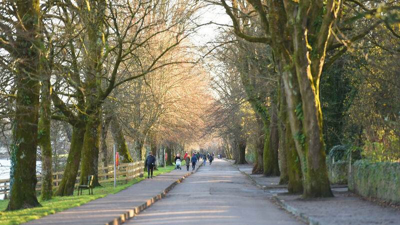 Cork City Council seeking views from public on new tree strategy