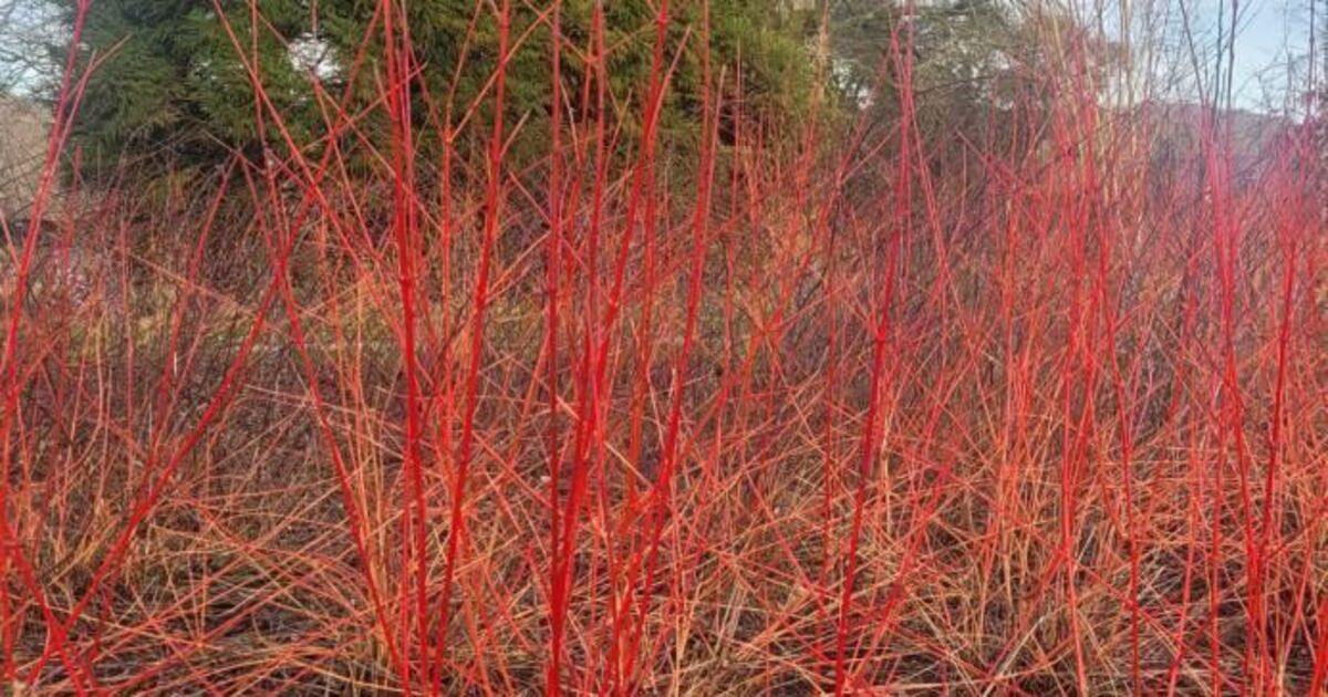 In the Garden: Lay a hedge and help our wildlife thrive - Vimarsana News