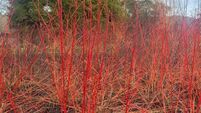 In the Garden: Lay a hedge and help our wildlife thrive
