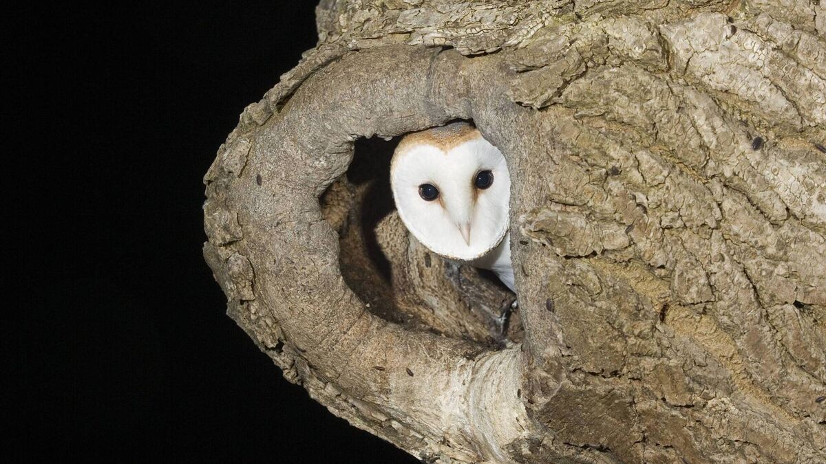 Increase in Cork's barn owl population 'heartening to see'