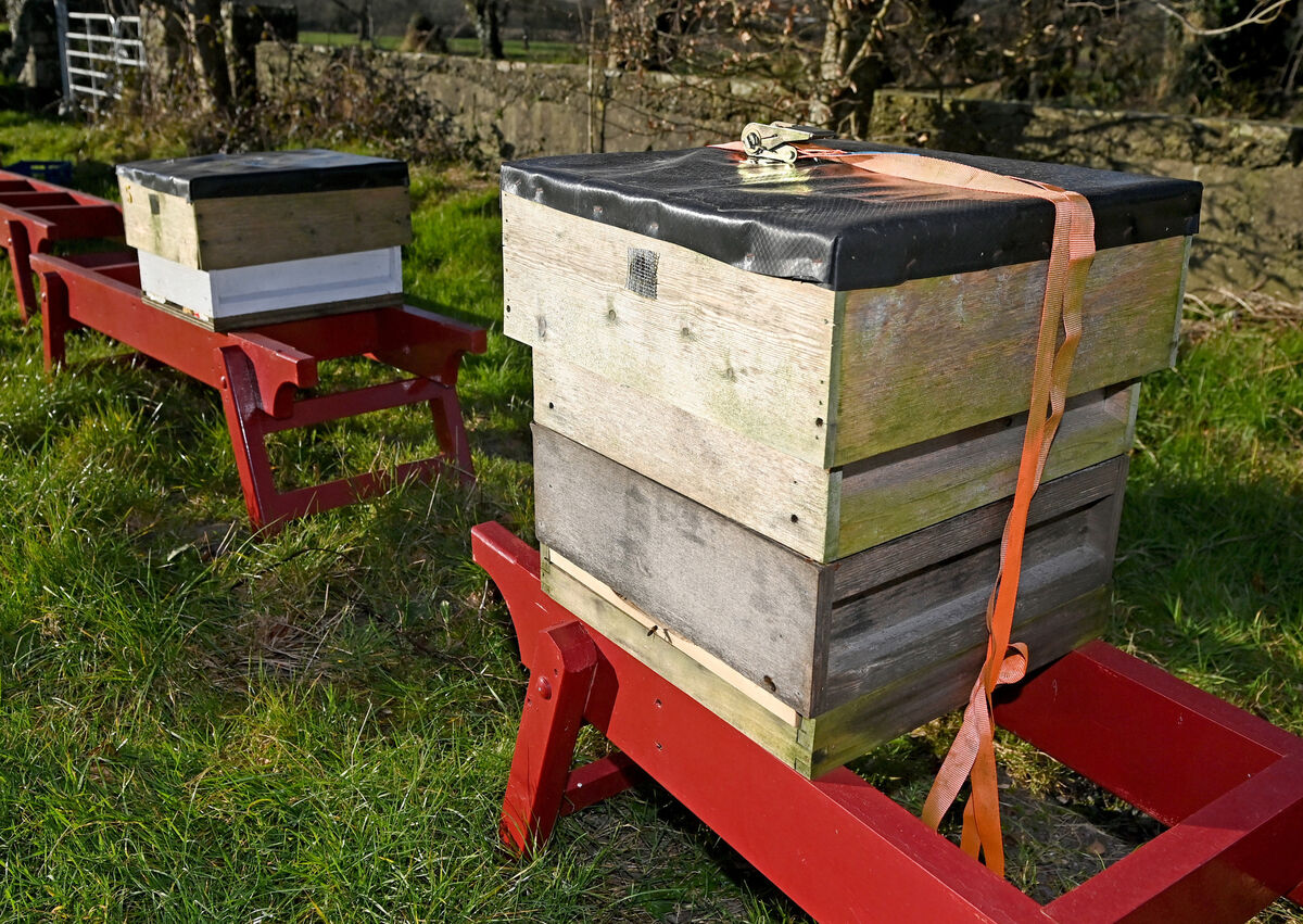 Bee hives to produce Molaga honey in Timoleague in West Cork . Picture; Eddie O'Hare Bee hives to produce Molaga honey in Timoleague in West Cork . Picture; Eddie O'Hare
