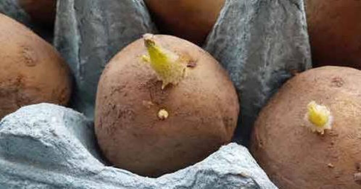 In the Garden; Time to start chitting the first potatoes - Vimarsana News