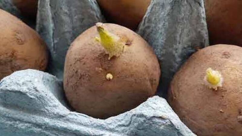In the Garden; Time to start chitting the first potatoes In the Garden; Time to start chitting the first potatoes