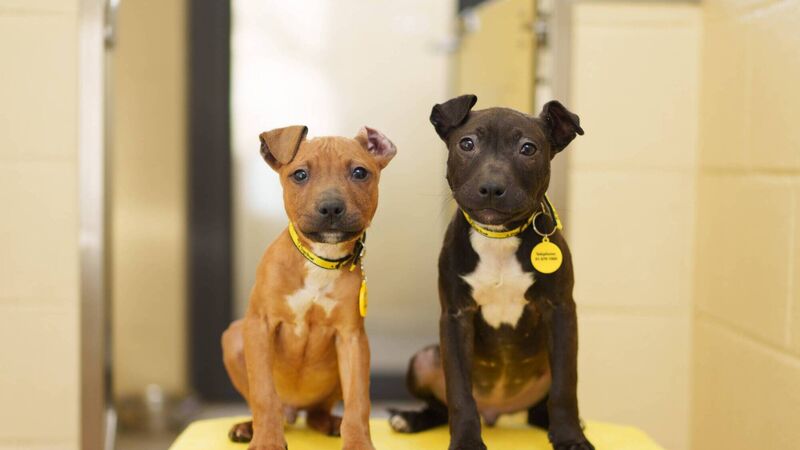 Cork dogs charity records 'unprecedented' demand for service