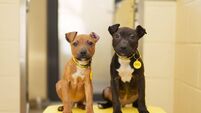 Cork dogs charity records 'unprecedented' demand for service