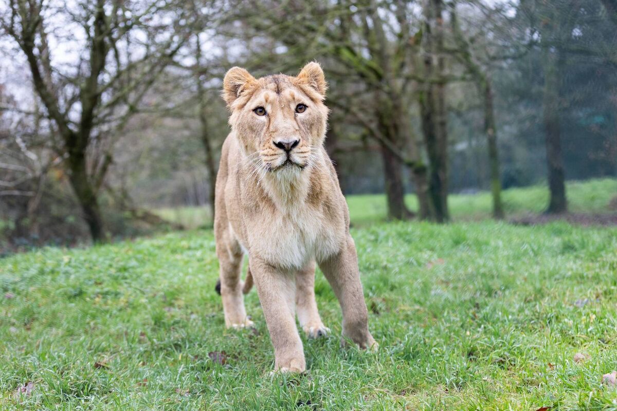Six-year-old Asiatic lioness Arya, born at Fota Wildlife Park, returns home after four years at Helsinki Zoo as part of the European Endangered Breeding Programme. Photo Darragh Kane Six-year-old Asiatic lioness Arya, born at Fota Wildlife Park, returns home after four years at Helsinki Zoo as part of the European Endangered Breeding Programme. Photo Darragh Kane