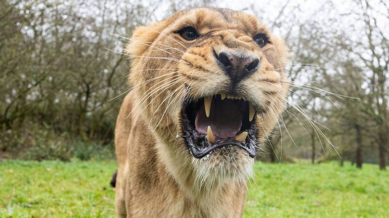 Lioness comes roaring back to Fota Wildlife Park Lioness comes roaring back to Fota Wildlife Park