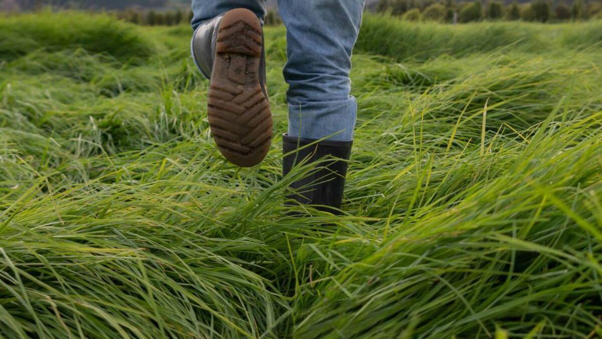 That’s gas! Growing grass may help us hit climate action goals