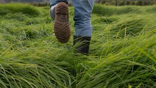 <p>GREEN SOLUTION: Ireland’s agricultural land is 80% grassland and is well placed to grow grass for biomethane production</p>
