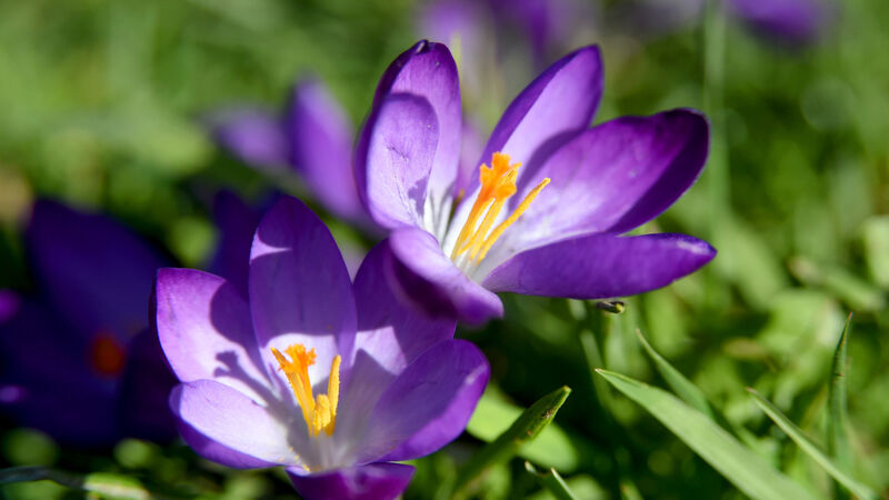 Eimear Hutchinson: Finding joy in your garden