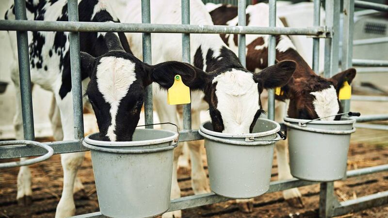 Julie Helen: Watching the different generations welcome 100 calves on our farm Julie Helen: Watching the different generations welcome 100 calves on our farm