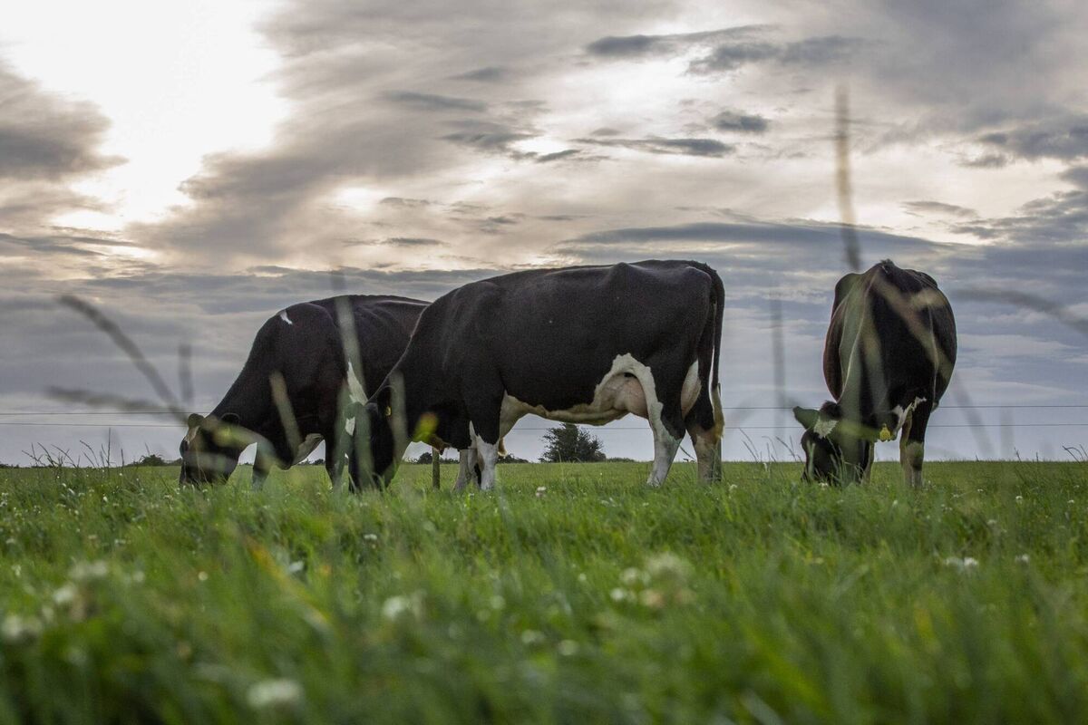 Dairy herd in pasture in Co Cork. Dairy herd in pasture in Co Cork.
