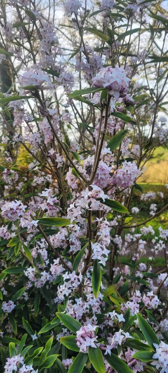 Daphne 'Spring Beauty' Daphne 'Spring Beauty'
