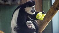 Cork's Fota Island Wildlife Park inviting public to help name baby colobus monkey  