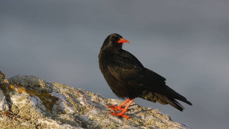 Cork ‘Nestflix’ trains eye on rare birds nesting Cork ‘Nestflix’ trains eye on rare birds nesting