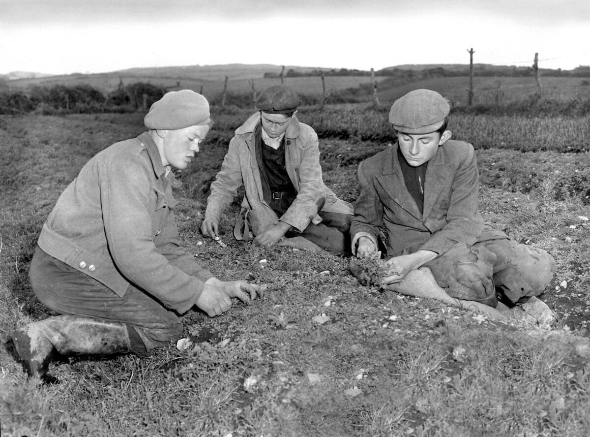 Picking shamrock at Keohane's, Union Hall, Co. Cork 1 March, 1956 Picking shamrock at Keohane's, Union Hall, Co. Cork 1 March, 1956