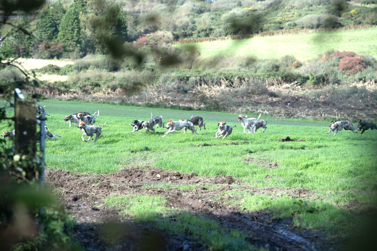  The dogs coming through a field at Bartlemy. Picture: Dan Linehan