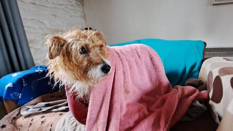 WATCH: RNLI crew come to the rescue of Dixie the dog following Cork cliff fall 