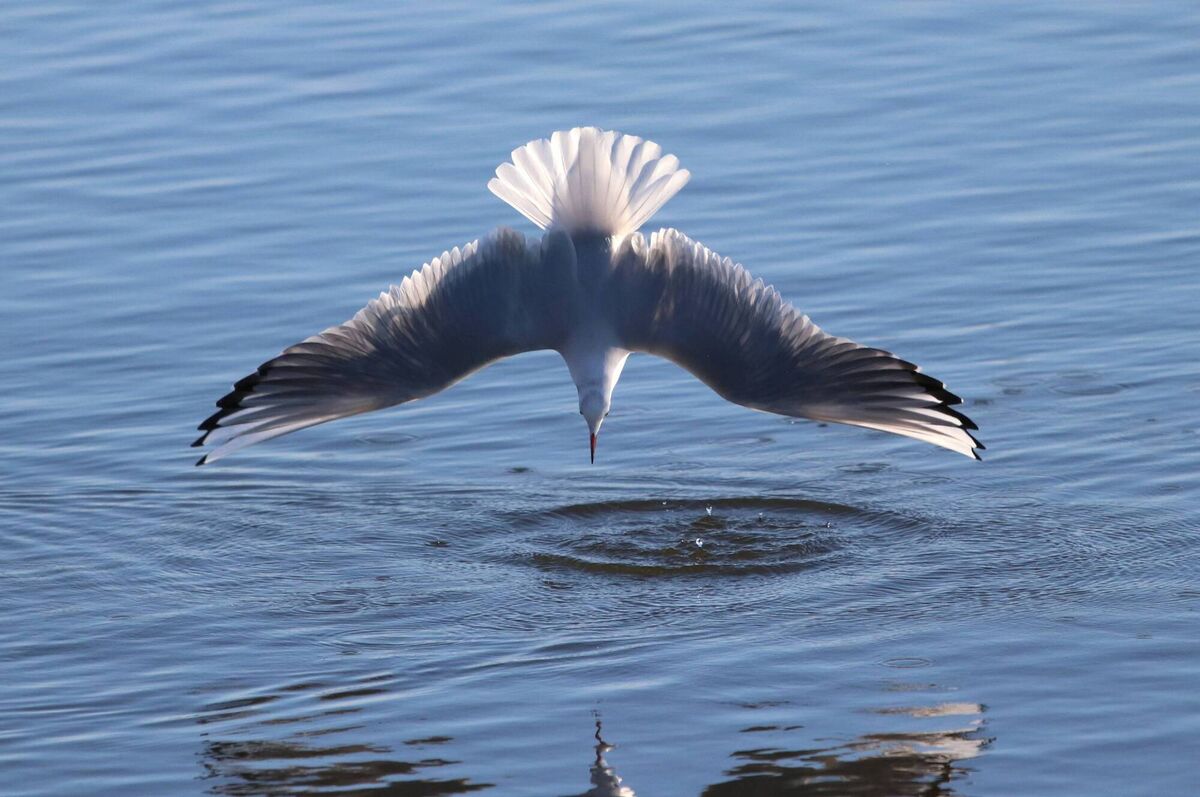  Look out below!, by James Doolan. (Black headed gull captured diving for food at Harper's Island). RTAI Cork Camera Group.