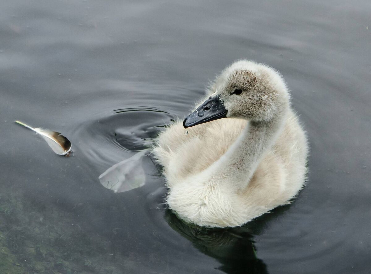 The Cygnet, by Bridie O'Brien (Cygnet taken at the Atlantic Pond paying attention to its lost feather). RTAI Cork Camera Group