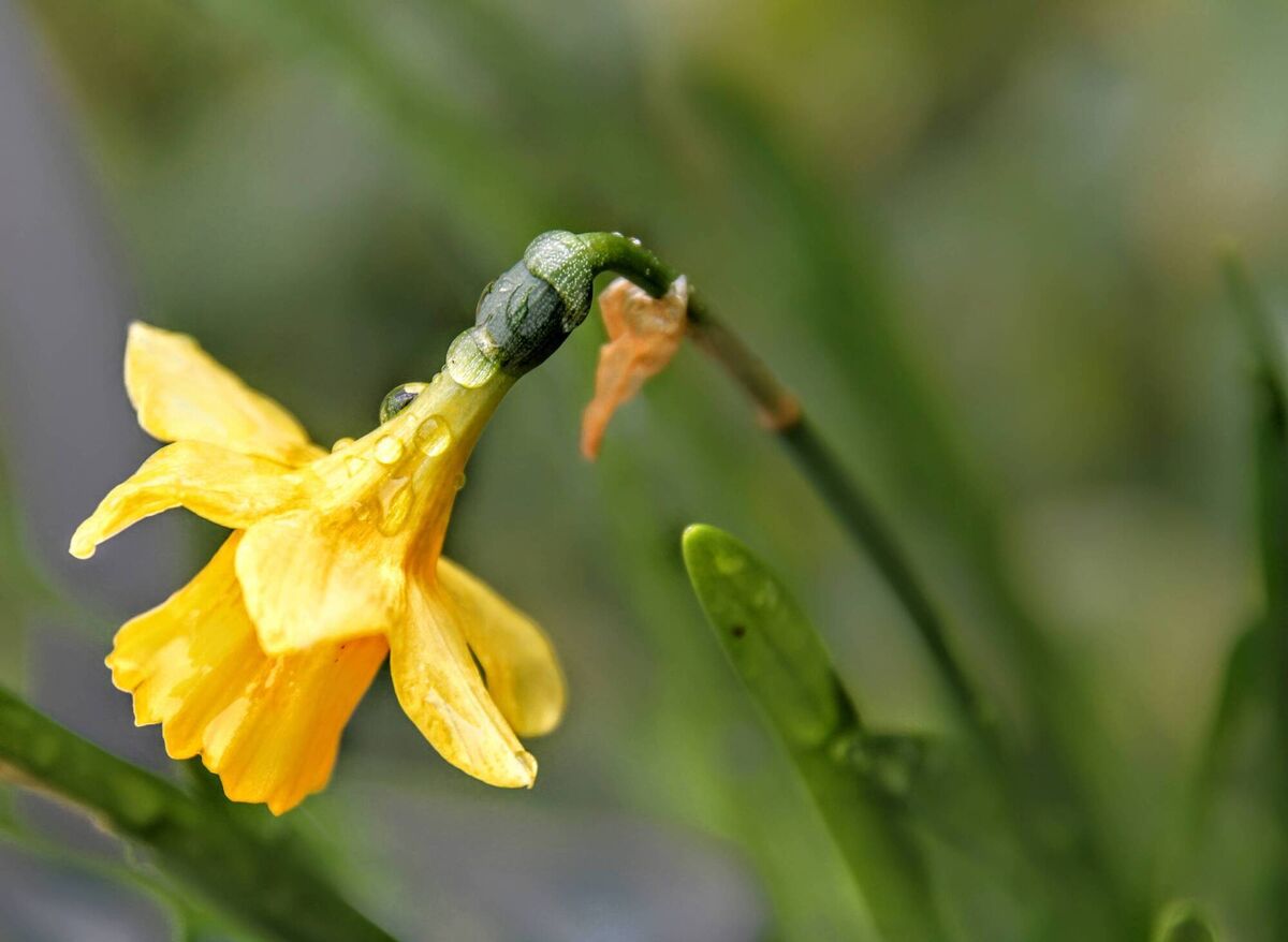 "Rain kissed" (Daffodil), by Bríd Scanlon. RTAI Cork Camera Group.