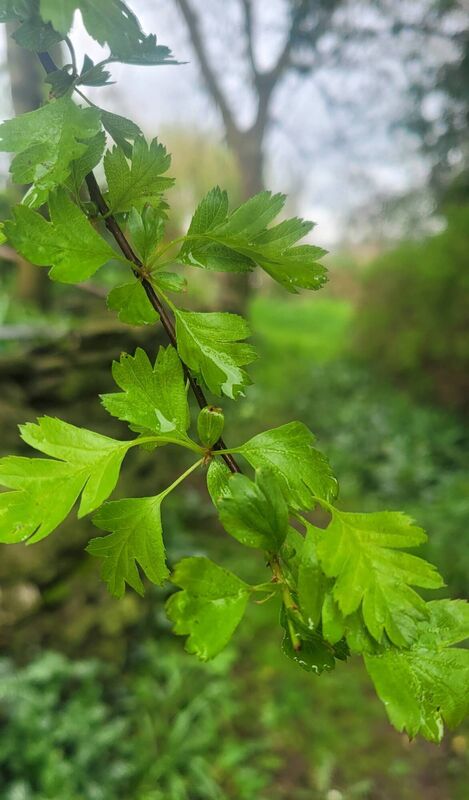 The emerging foliage of white thorn makes a tasty addition to salads. The emerging foliage of white thorn makes a tasty addition to salads.