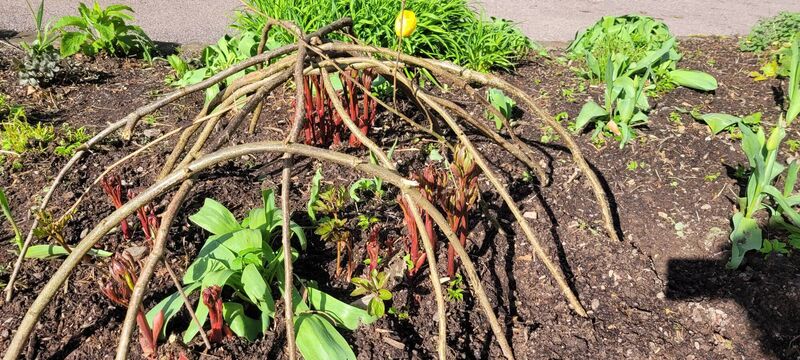 Hazel rods used to create a domed support for the emerging Peonies Hazel rods used to create a domed support for the emerging Peonies