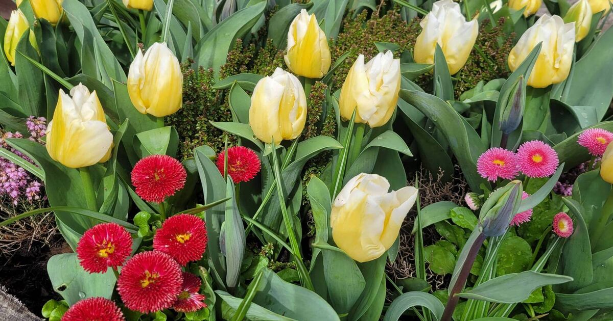 Hooray! The growing season has now begun - Vimarsana News