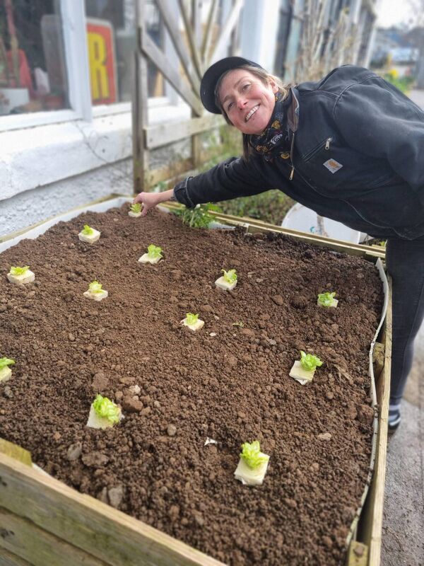 Napa Cabbages started from the butt ends of kimchi Cabbages going back in the compost. Picture: Virginia OGara Napa Cabbages started from the butt ends of kimchi Cabbages going back in the compost. Picture: Virginia OGara