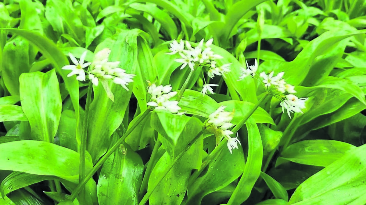 10 leaves to forage for a healthy salad