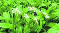 10 leaves to forage for a healthy salad