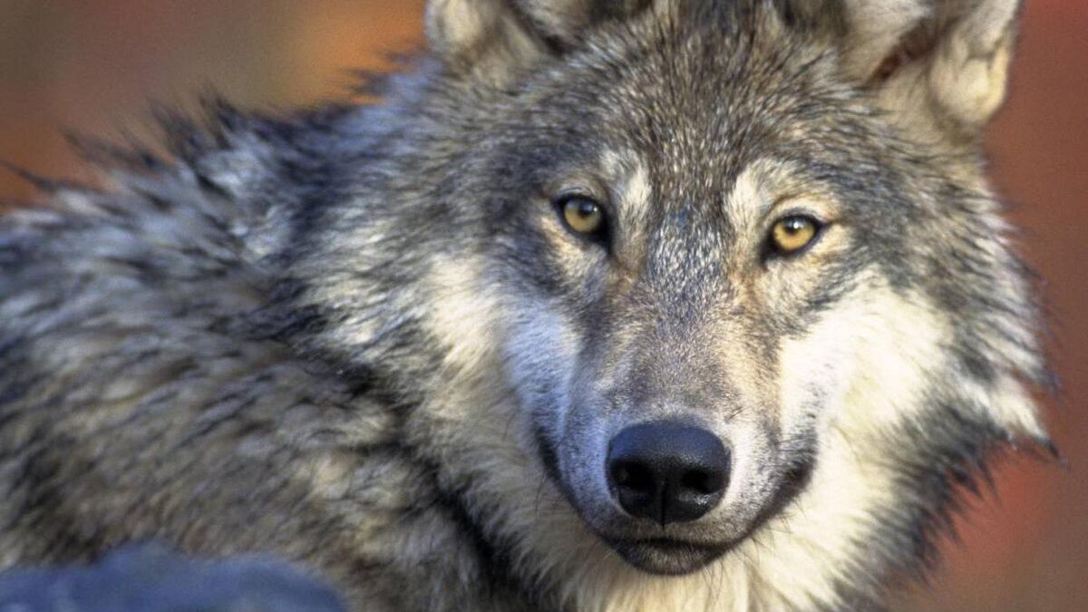Church’s burial custom recalls era when wolves prowled land